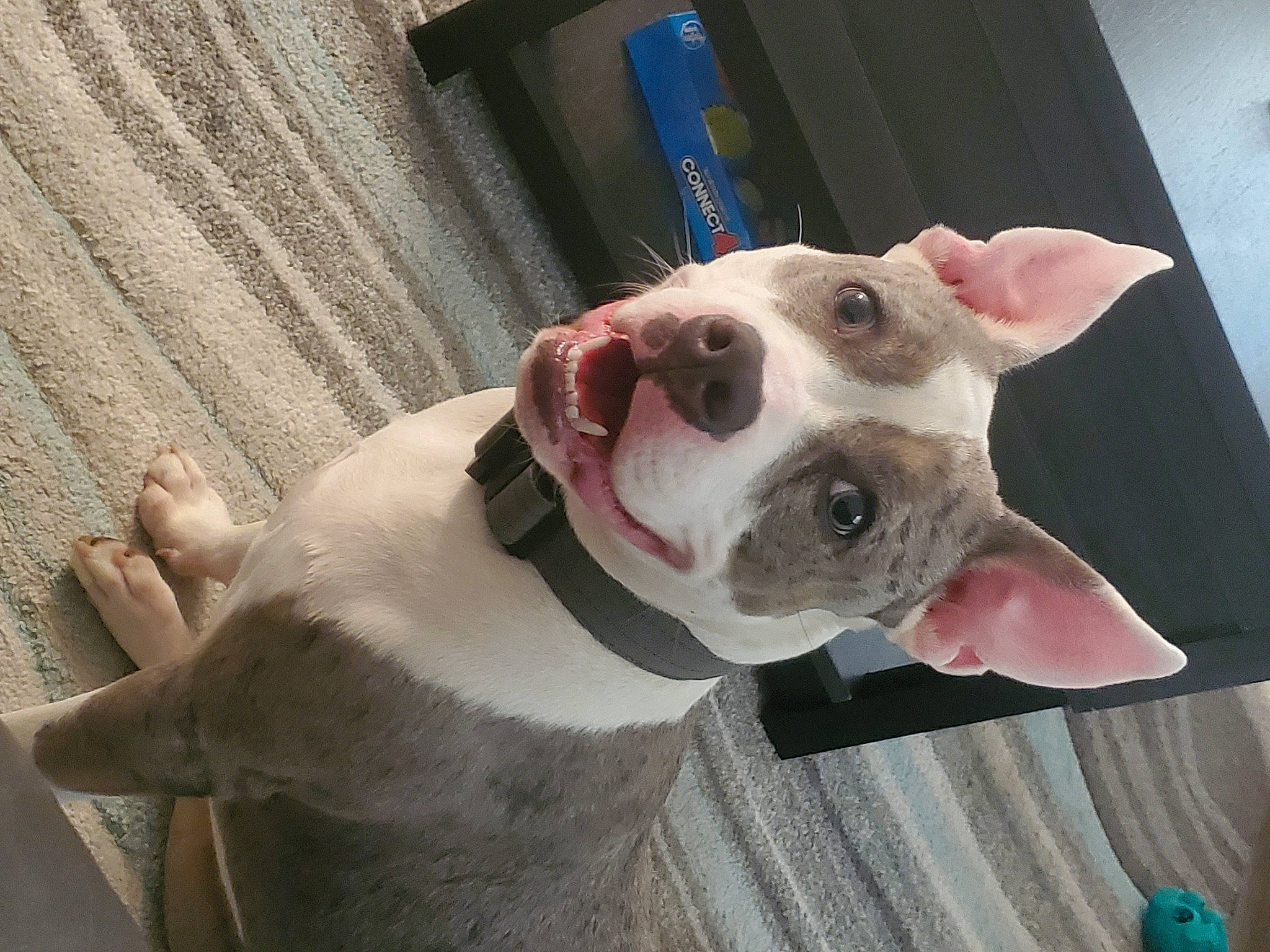 Iniko joined the competition — help win amazing prizes! canidae, carnivore, collar, companion_dog, dog, dog_breed, dog_collar, dog_supply, dogo_guatemalteco, ear, fawn, non_sporting_group, pet_supply, snout, sporting_group, terrestrial_animal, whiskers, working_animal