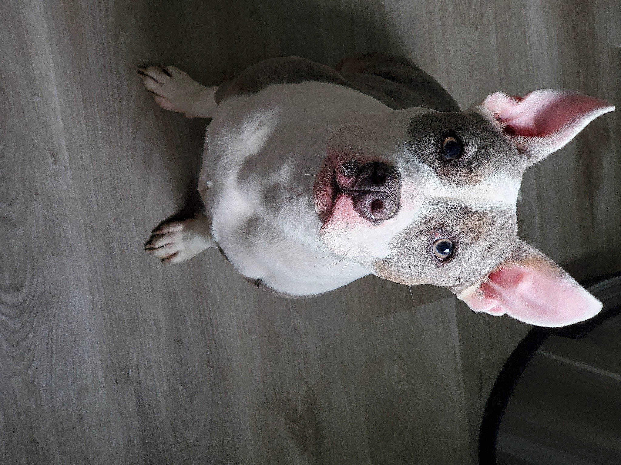 Iniko joined the competition — help win amazing prizes! canidae, carmine, carnivore, collar, companion_dog, dog, dog_breed, dog_collar, dog_supply, ear, fawn, hardwood, jaw, non_sporting_group, snout, sporting_group, terrestrial_animal, whiskers, wood, working_animal