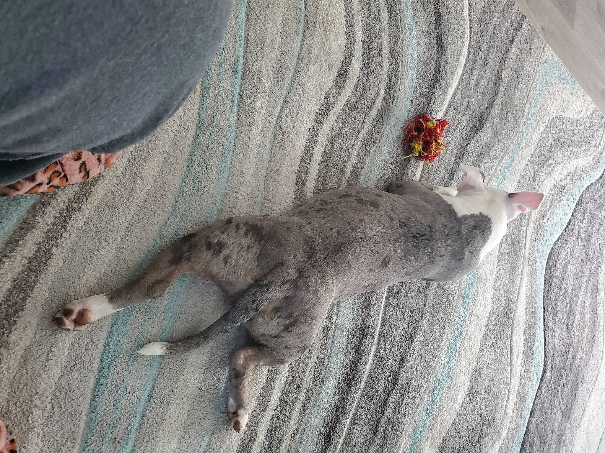 Iniko is registered to the contest to win money with this photo: carnivore, comfort, couch, denim, felidae, finger, foot, fur, grey, human_leg, linens, paw, plant, sleeve, small_to_medium_sized_cats, tail, tree, whiskers, wood, wool