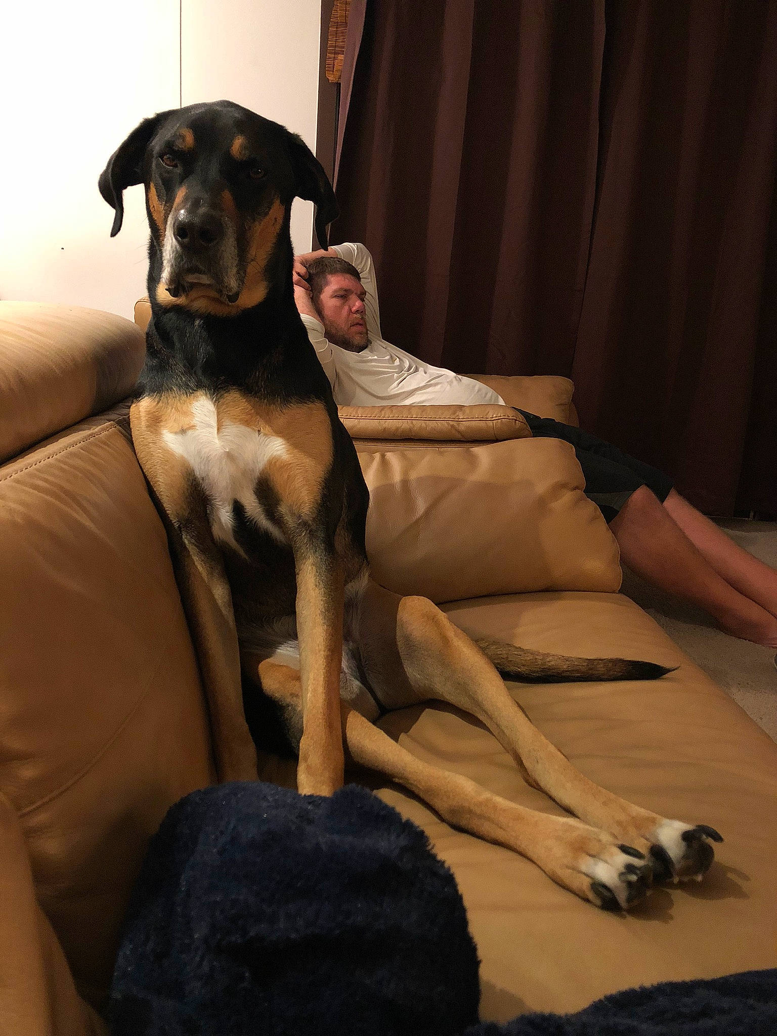 Corbin Dallas is registered to the contest to win money with this photo: canidae, carnivore, companion_dog, dog, dog_breed, fawn, guard_dog, mammal, vertebrate