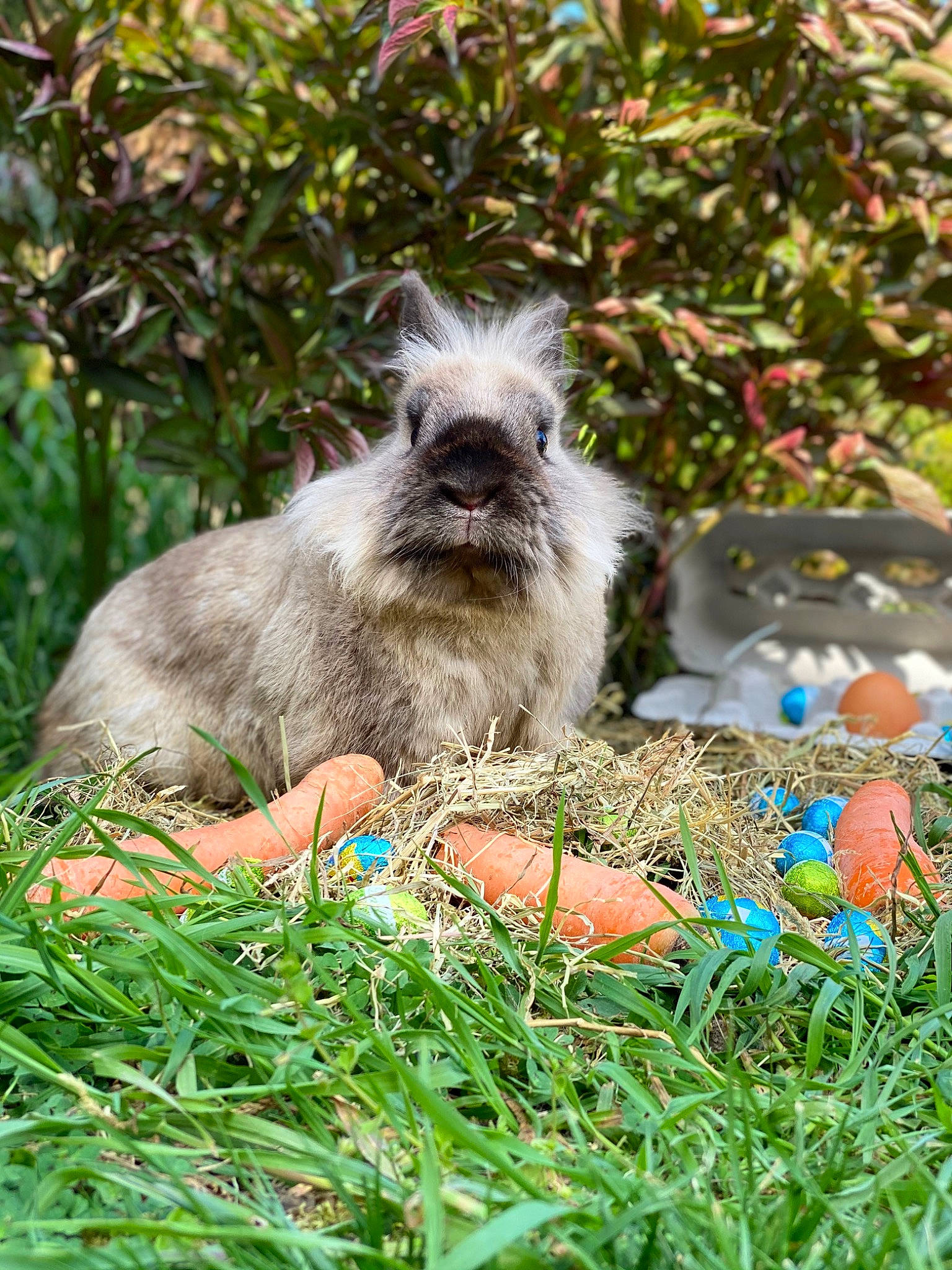 Pampoun participe au concours pour gagner de l'argent avec cette photo : cairn_terrier, canidae, carnivore, dog, dog_breed, domestic_rabbit, fawn, glen_of_imaal_terrier, grass, mammal, plant, puppy, rabbit, rabbits_and_hares, terrier, vertebrate