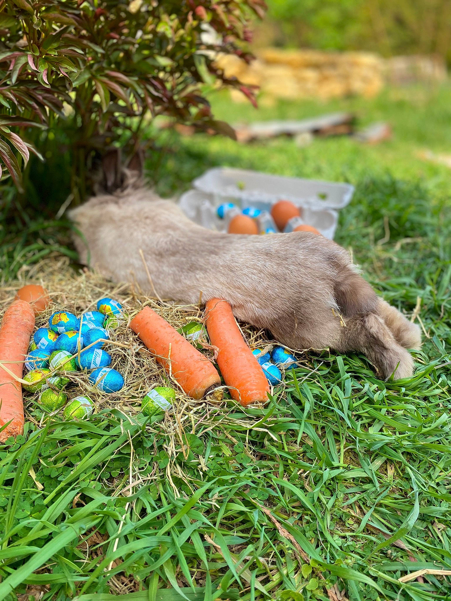 Pampoun participe au concours pour gagner de l'argent avec cette photo : blue, child, fawn, grass, hand, plant, sporting_group