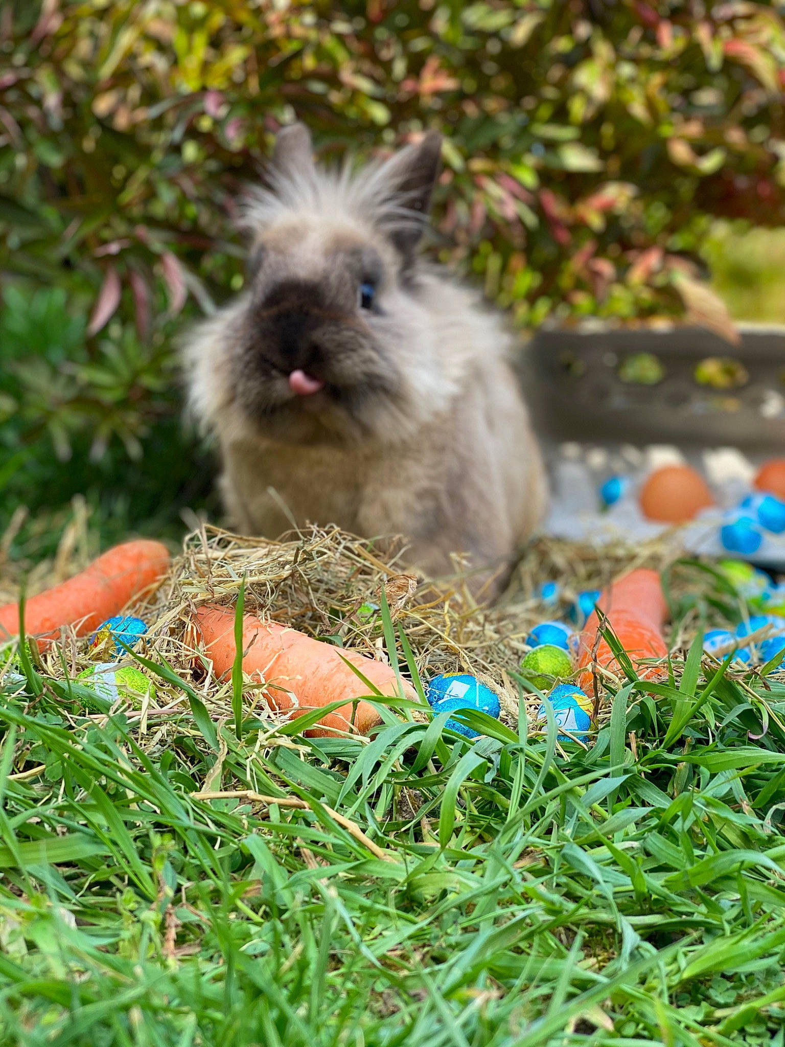 Pampoun participe au concours pour gagner de l'argent avec cette photo : angora_rabbit, domestic_rabbit, fawn, grass, plant, rabbit, rabbits_and_hares