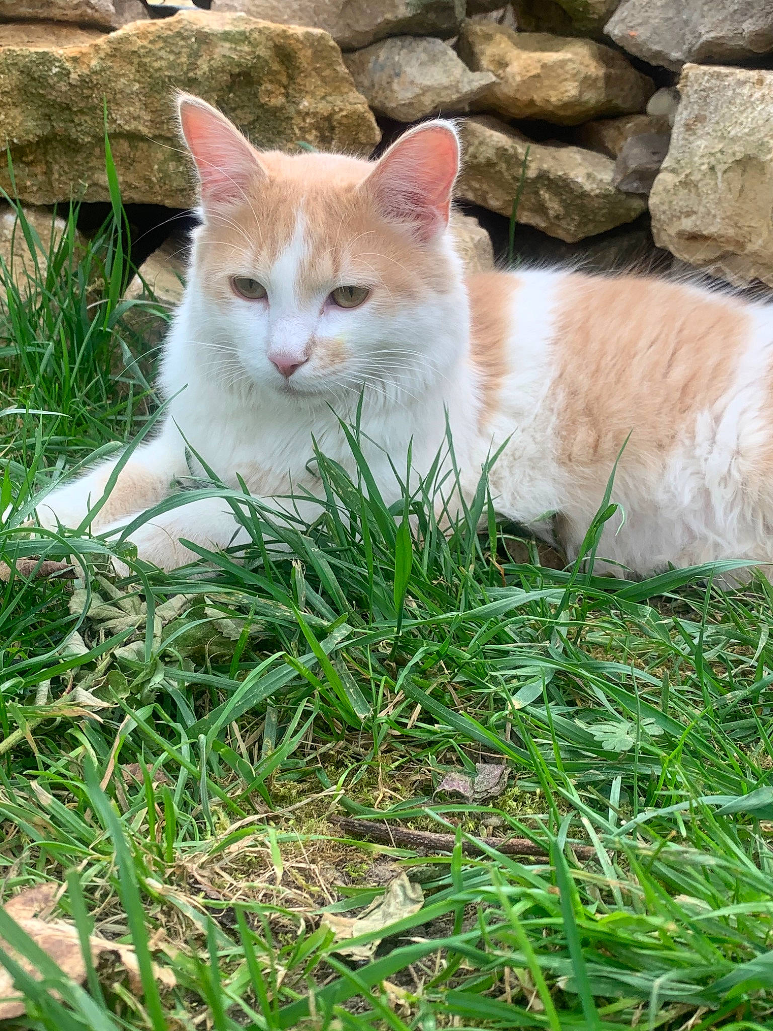 Nuts participe au concours pour gagner de l'argent avec cette photo : aegean_cat, carnivore, cat, domestic_short_haired_cat, european_shorthair, fawn, felidae, grass, grass_family, kitten, lawn, mammal, plant, small_to_medium_sized_cats, tail, turkish_angora, turkish_van, whiskers, wildlife