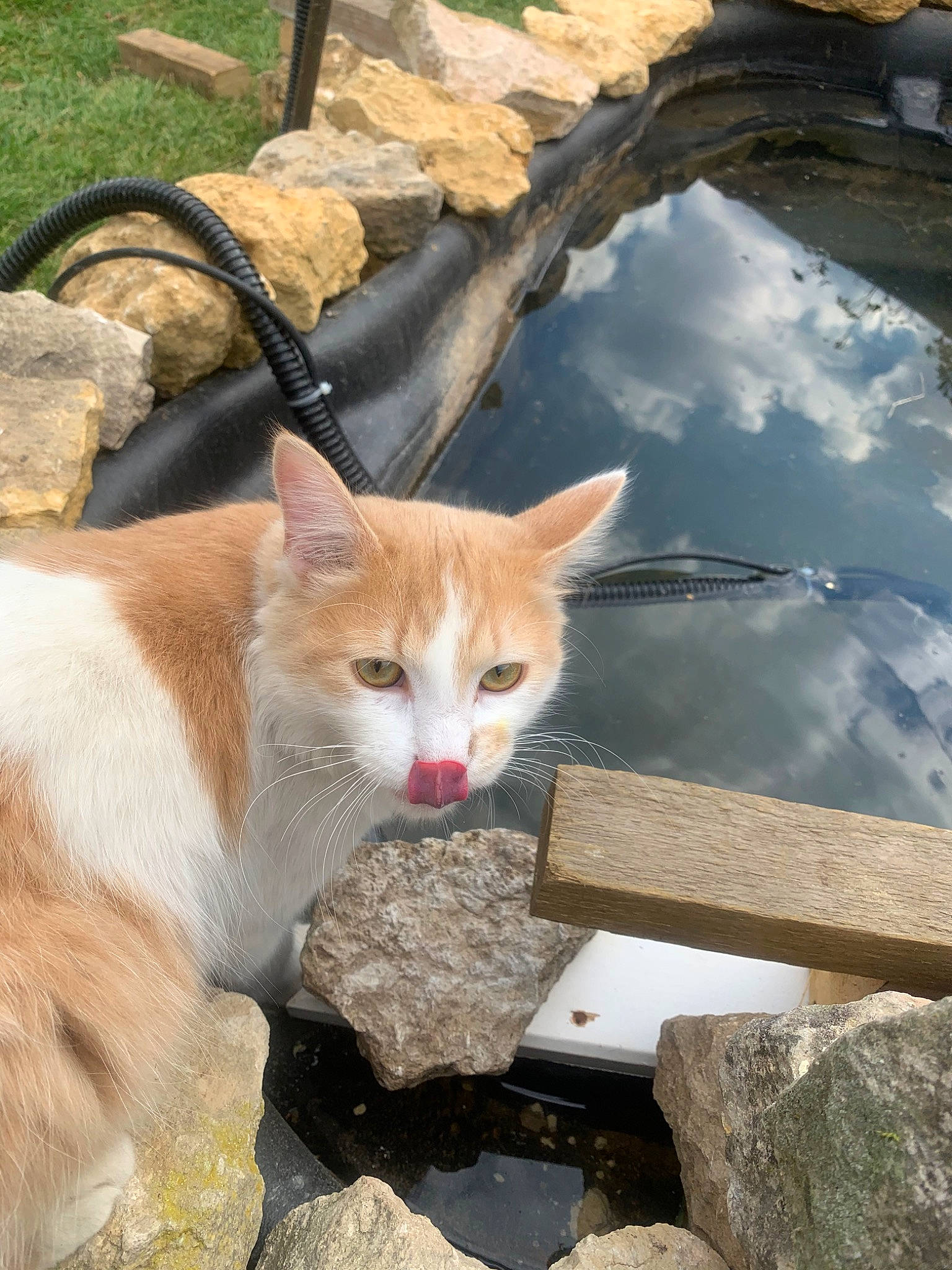 Nuts participe au concours pour gagner de l'argent avec cette photo : aegean_cat, carnivore, cat, domestic_short_haired_cat, european_shorthair, fawn, felidae, kitten, small_to_medium_sized_cats, tail, whiskers