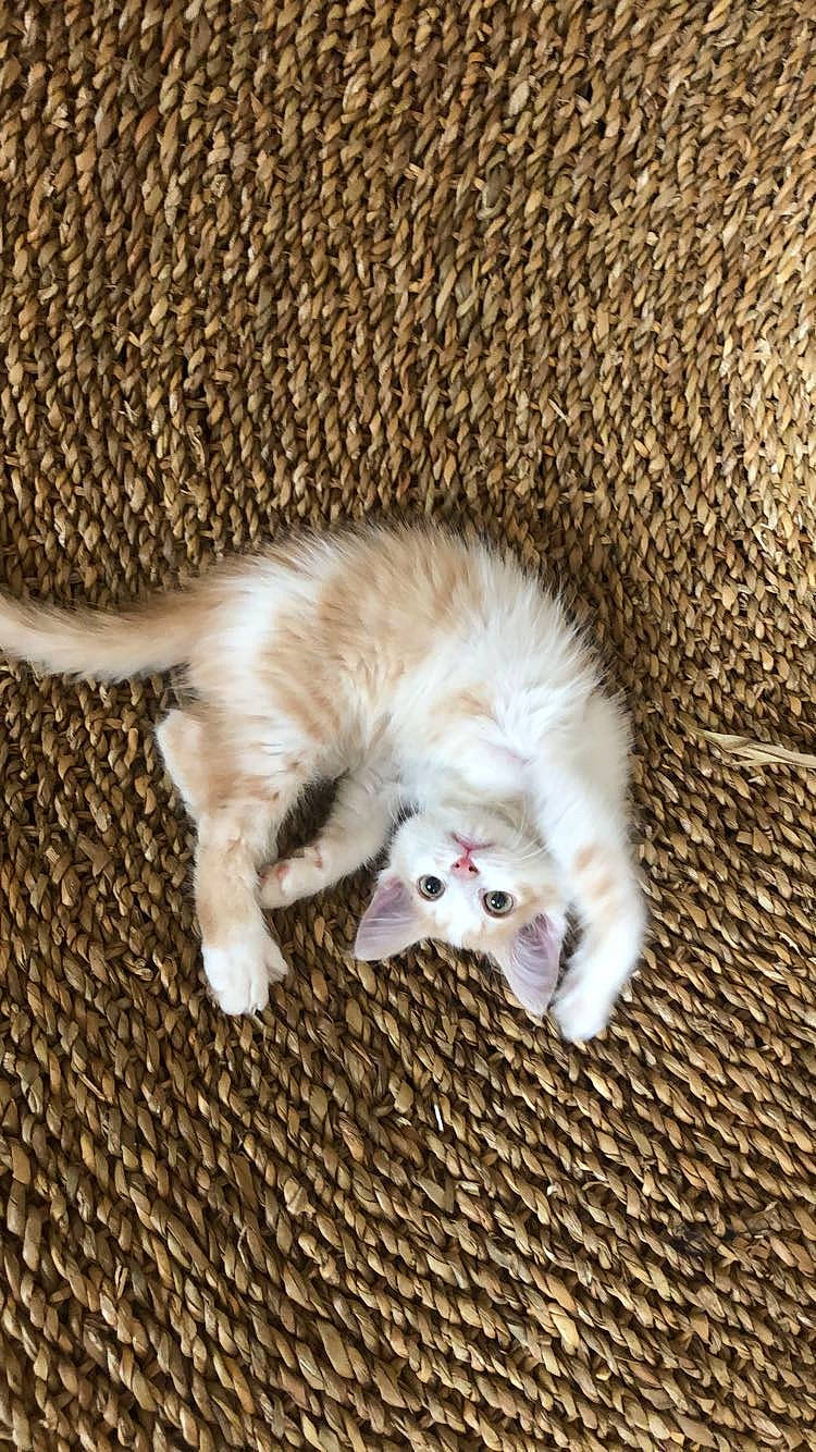 Nuts a rejoint le concours — aidez-le/la à gagner de superbes lots ! burmilla, carnivore, cat, fawn, felidae, fur, kitten, mammal, ragdoll, singapura, small_to_medium_sized_cats, tail, vertebrate, whiskers