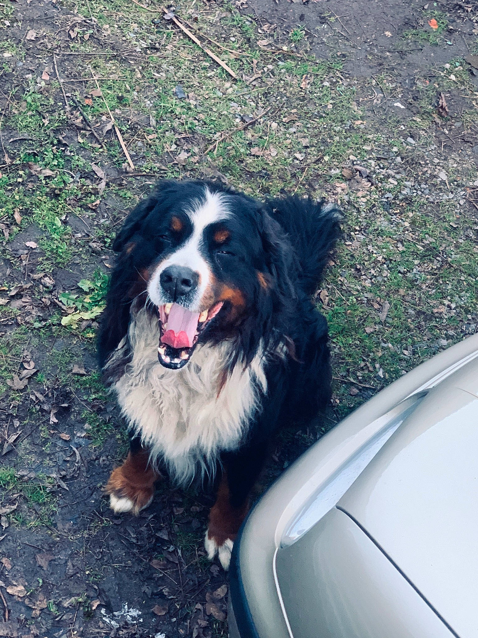 Héros a rejoint le concours — aidez-le/la à gagner de superbes lots ! bernese_mountain_dog, canidae, carnivore, companion_dog, dog, dog_breed, english_shepherd, giant_dog_breed, mammal, snout, sporting_group, vertebrate, working_dog