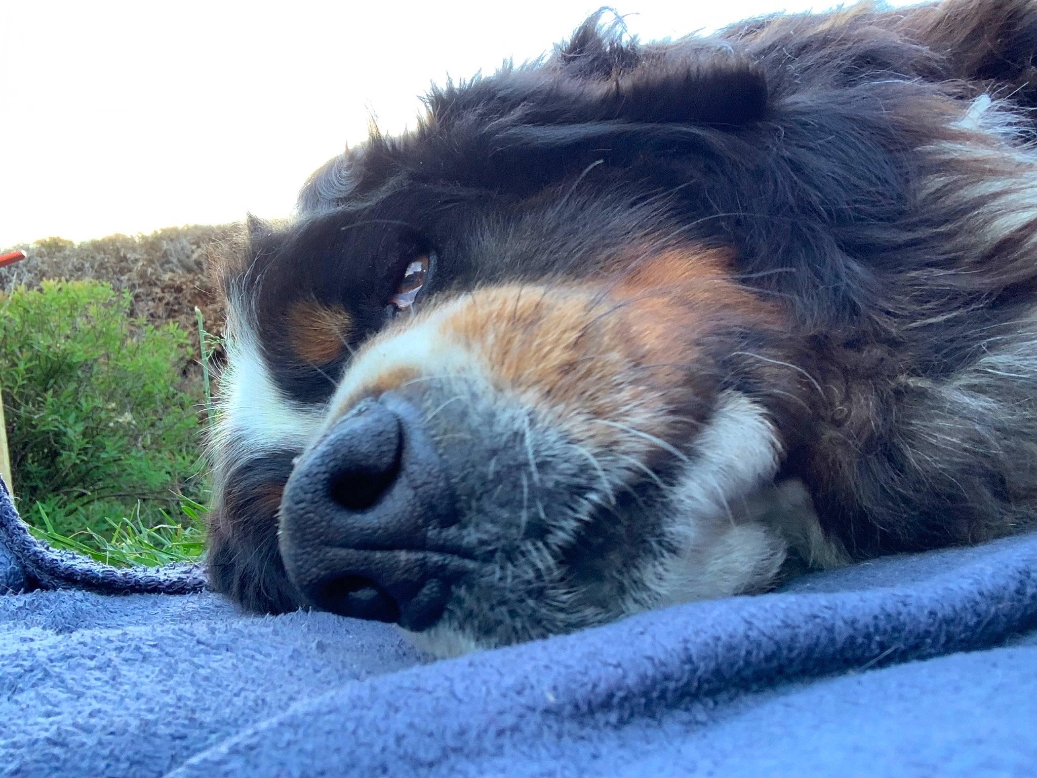 Héros a rejoint le concours — aidez-le/la à gagner de superbes lots ! australian_shepherd, bernese_mountain_dog, canidae, carnivore, companion_dog, dog, dog_breed, mountain, nose, puppy, puppy_love, sky, snout, spaniel, sporting_group, whiskers