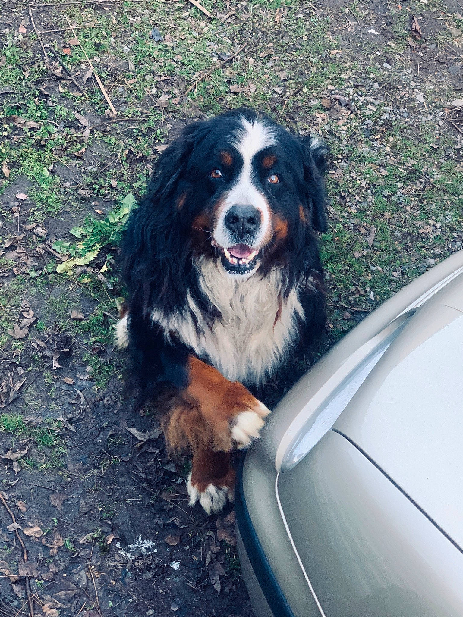 Héros participe au concours pour gagner de l'argent avec cette photo : bernese_mountain_dog, canidae, carnivore, companion_dog, dog, dog_breed, english_shepherd, mammal, sporting_group, vertebrate, working_dog