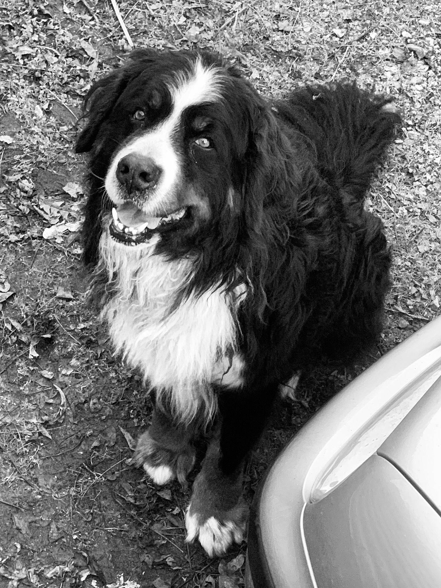 Héros a rejoint le concours — aidez-le/la à gagner de superbes lots ! bernese_mountain_dog, black_and_white, canidae, carnivore, companion_dog, dog, dog_breed, mammal, photography, snout, sporting_group, vertebrate, working_dog