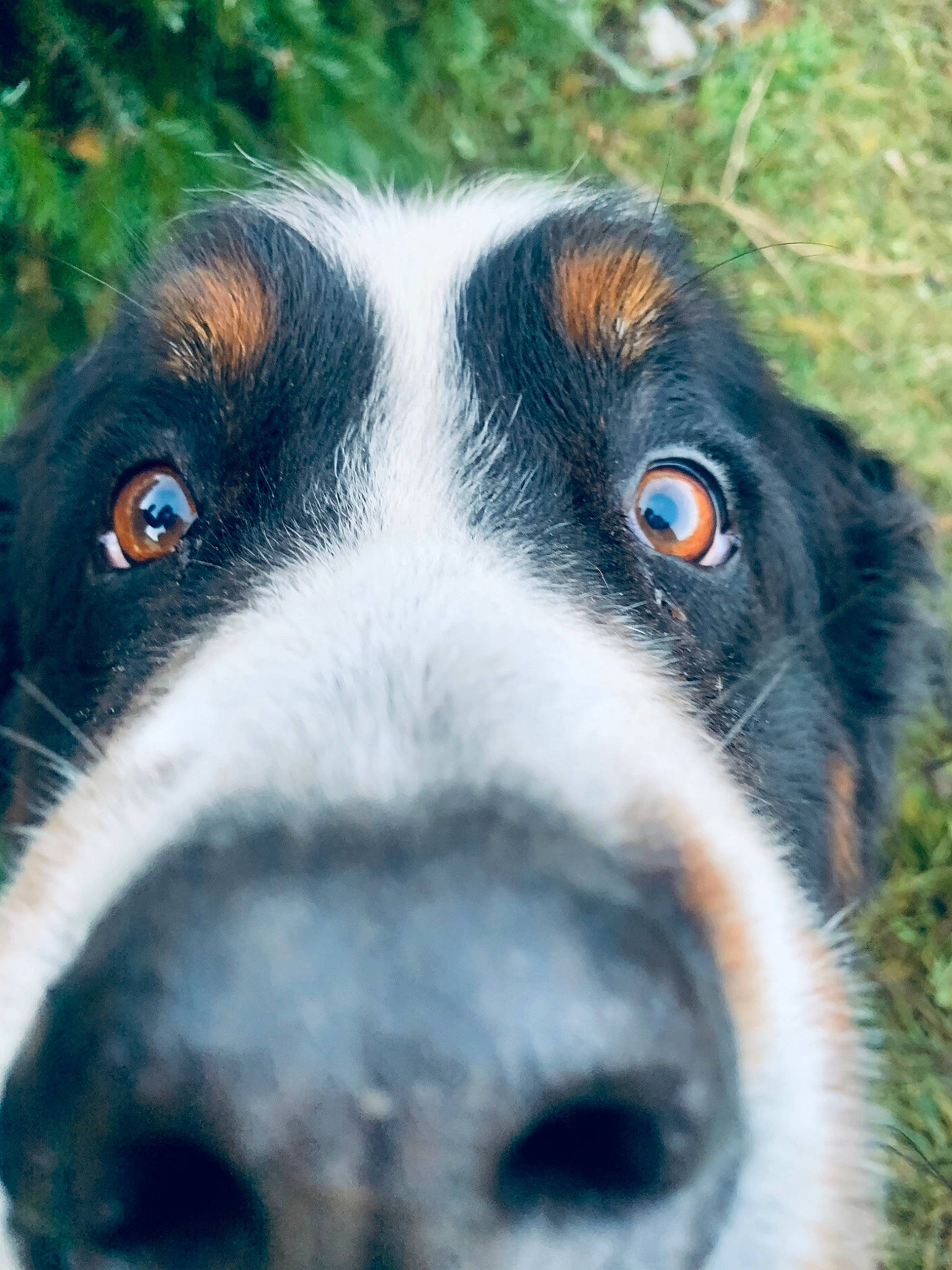 Héros participe au concours pour gagner de l'argent avec cette photo : australian_collie, australian_shepherd, bernese_mountain_dog, border_collie, canidae, carnivore, close_up, dog, dog_breed, english_shepherd, eye, hunting_dog, mammal, nose, snout, sporting_group, stabyhoun, vertebrate, whiskers, working_dog