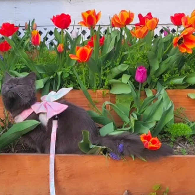 Dafne is registered to the contest to win money with this photo: animal, backyard, cat, flower, garden, indoors, interiordesign, jar, leaf, nature, outdoors, pet, petal, plant, planter, pottedplant, pottery, rose, vase, yard