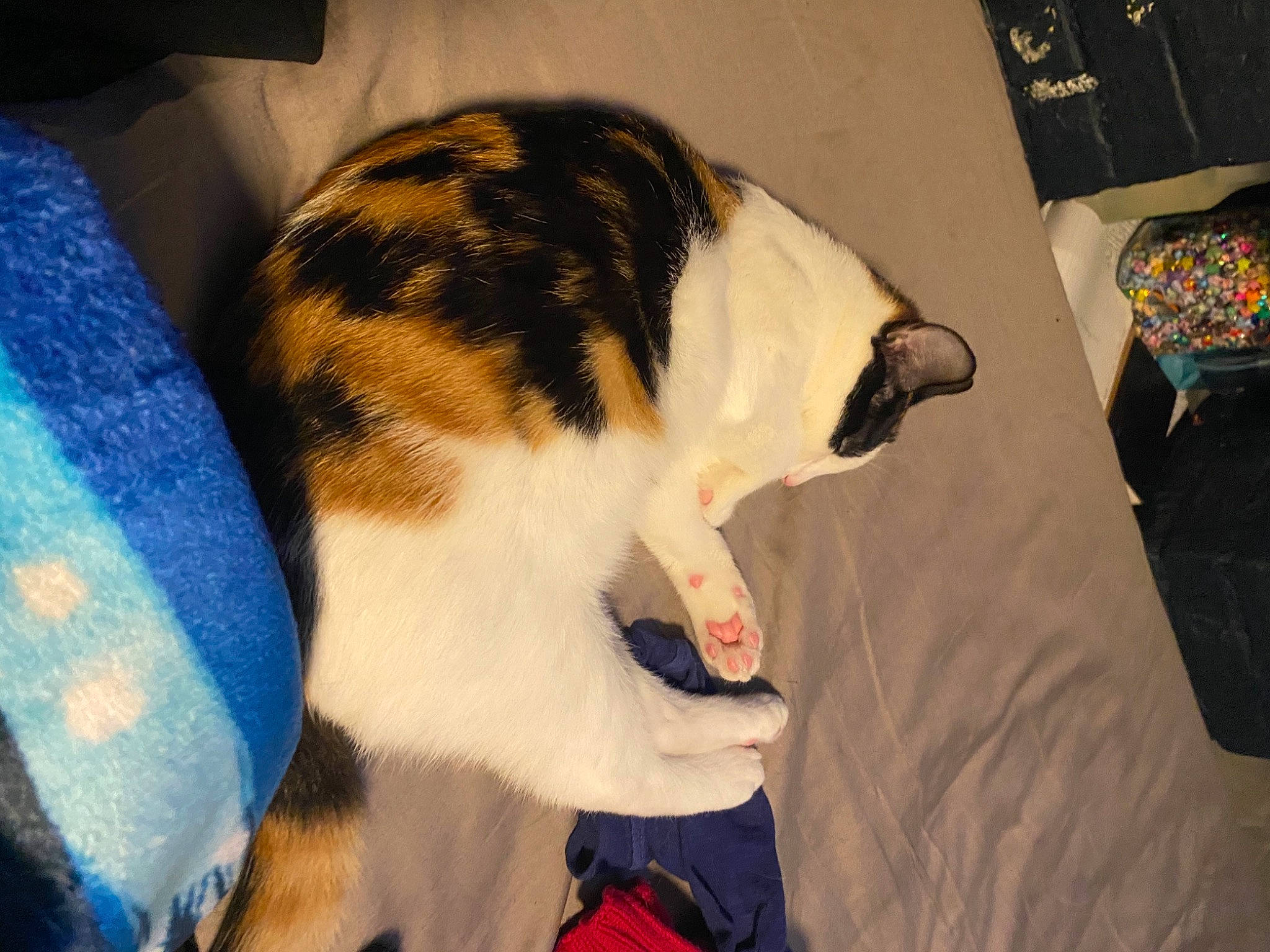 Frida joined the competition — help win amazing prizes! carnivore, cat, comfort, felidae, fur, small_to_medium_sized_cats, snout, tail, terrestrial_animal, vertebrate, whiskers