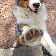 Molly a rejoint le concours — aidez-le/la à gagner de superbes lots ! dog, paw, outdoor, playful, fluffy, fur, animal, pet, happy, closeup, canine, brown, white, black, gray, nose, tongue, shadow, ground, step