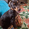 animal, blue_cushion, brown_dog, curious, cushion, cute, doberman, dog, floor, furniture, indoor, patterned_floor, pet, playful, puppy, sitting, tile, tongue_out, wicker, young_dog
