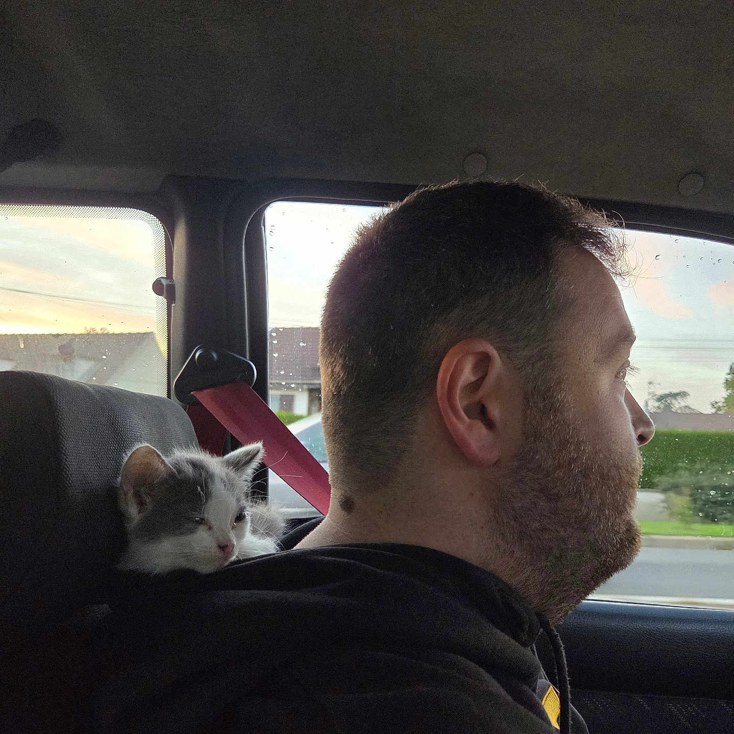 Turbo participe au concours pour gagner de l'argent avec cette photo : animal, car_interior, casual, cat, clothing, companionship, driving, hoodie, human, kitten, man, nature_outside, pet, relaxation, road, seatbelt, side_profile, sunset, transportation, window