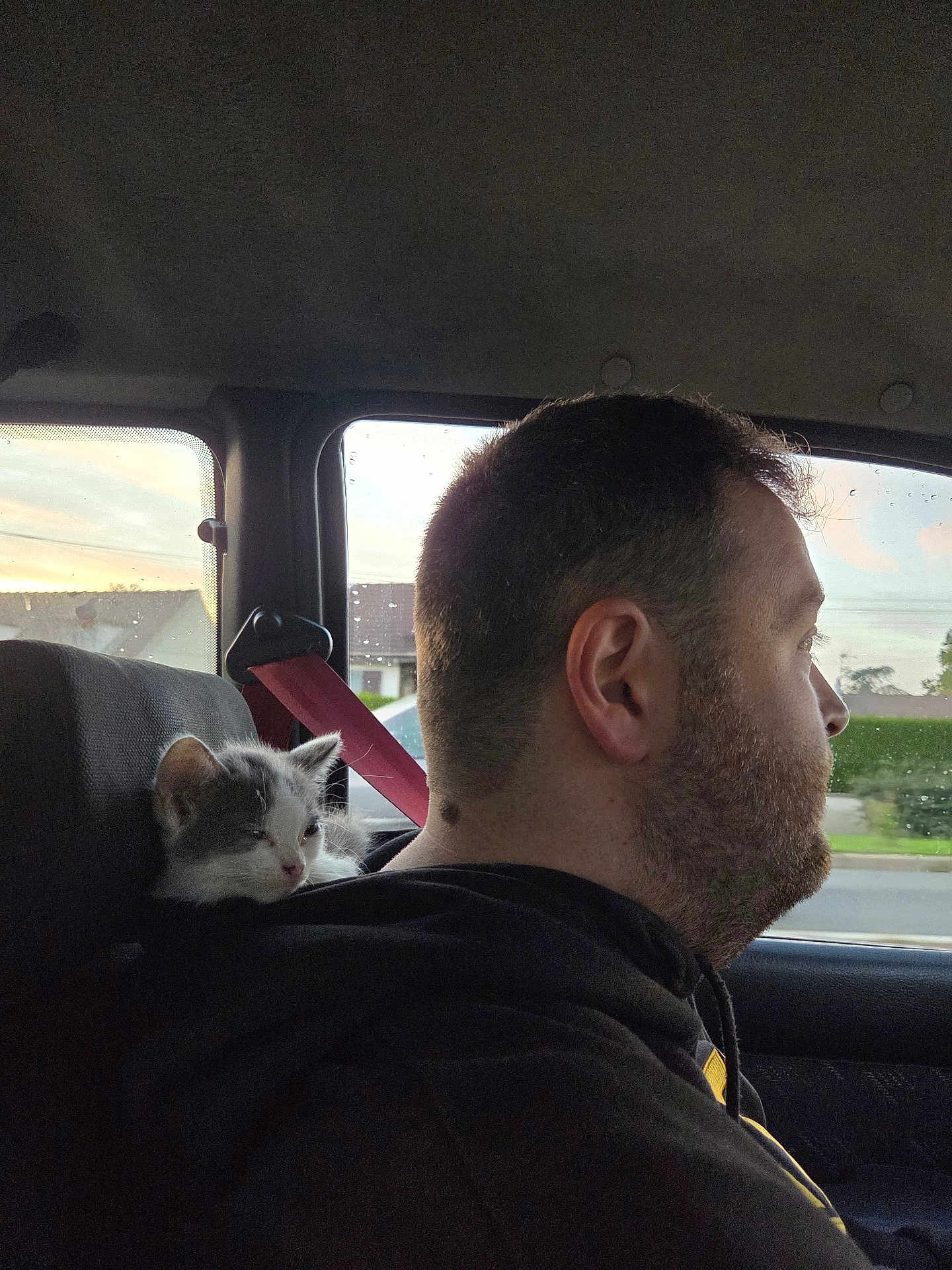 Turbo participe au concours pour gagner de l'argent avec cette photo : man, kitten, cat, car_interior, window, seatbelt, sunset, side_profile, driving, pet, animal, human, clothing, hoodie, road, nature_outside, relaxation, companionship, transportation, casual