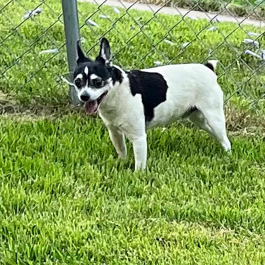 Snoopydog