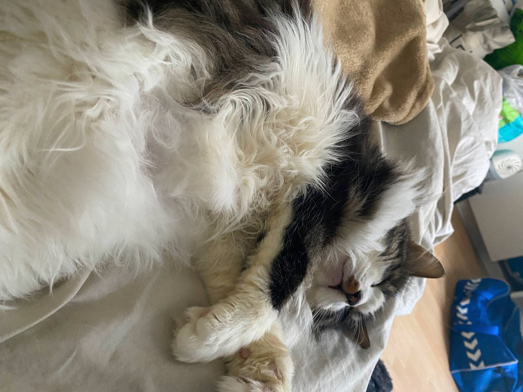 Groot a rejoint le concours — aidez-le/la à gagner de superbes lots ! carnivore, cat, claw, comfort, companion_dog, dog_breed, felidae, fur, nap, paw, sleep, small_to_medium_sized_cats, tail, whiskers