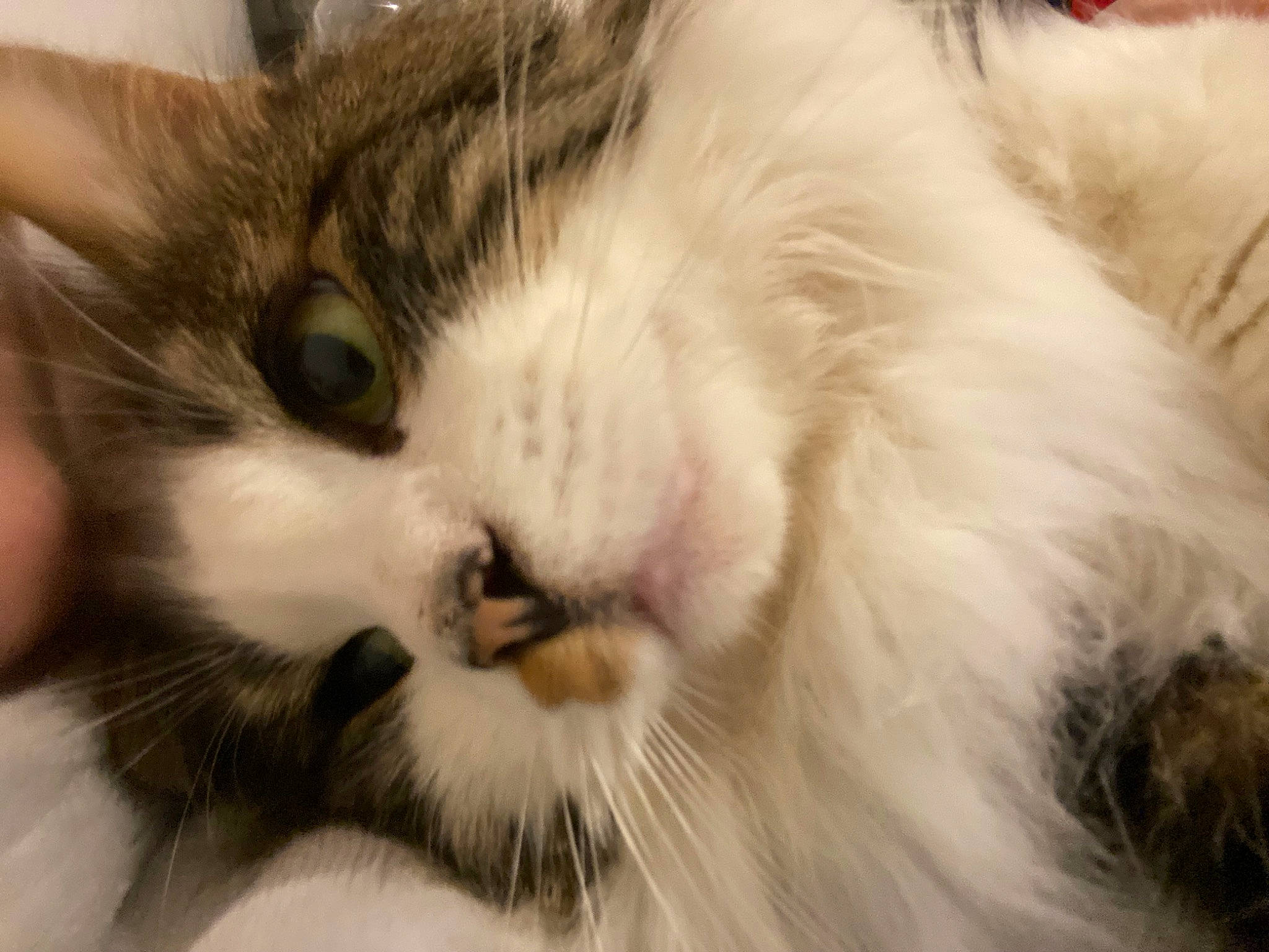 Groot participe au concours pour gagner de l'argent avec cette photo : carnivore, cat, claw, comfort, domestic_short_haired_cat, ear, eye, felidae, fur, head, nap, paw, sleep, small_to_medium_sized_cats, snout, terrestrial_animal, whiskers