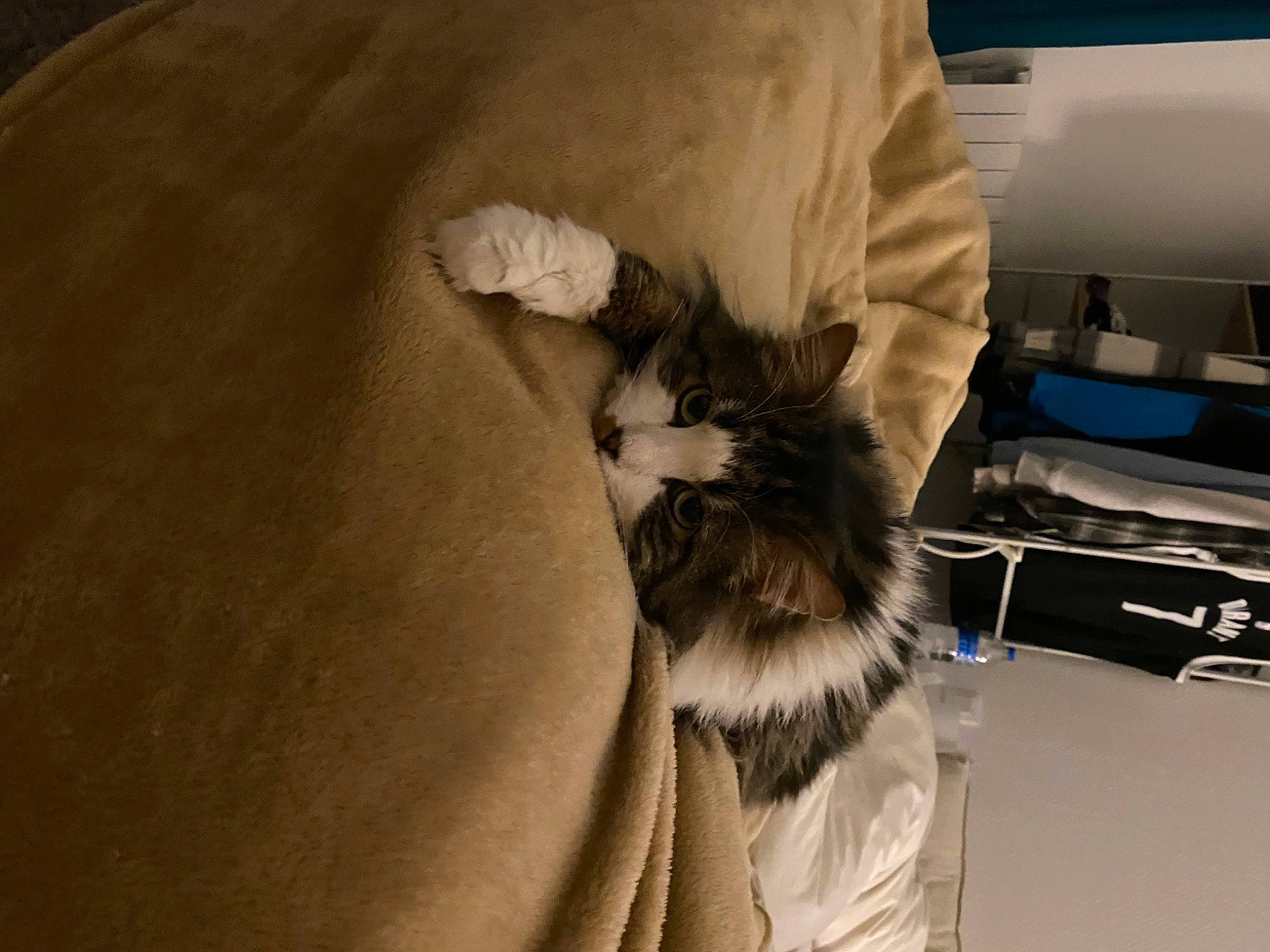 Groot participe au concours pour gagner de l'argent avec cette photo : abdomen, beard, canidae, carnivore, claw, comfort, companion_dog, dog_breed, elbow, fashion_design, felidae, fur, gesture, human_leg, room, sitting, small_to_medium_sized_cats, sporting_group, toy_dog, whiskers