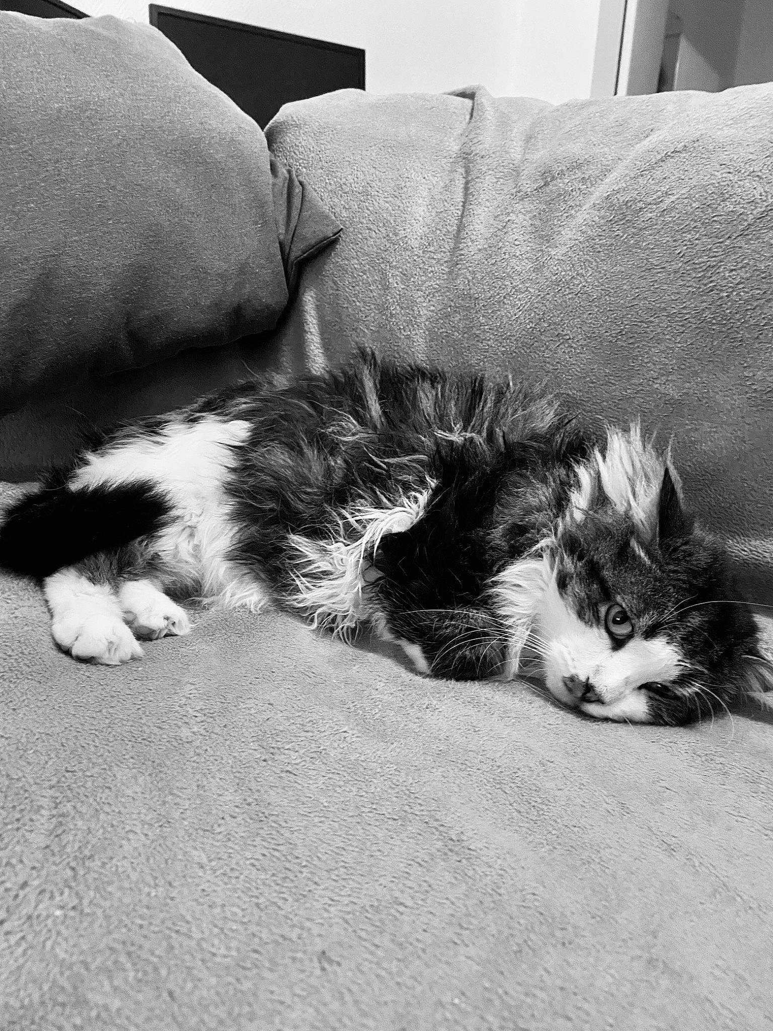 Groot participe au concours pour gagner de l'argent avec cette photo : black_and_white, carnivore, cat, claw, comfort, companion_dog, couch, dog_breed, felidae, fur, grey, human_leg, living_room, monochrome, monochrome_photography, paw, small_to_medium_sized_cats, style, tail, whiskers