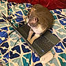 Morty is registered to the contest to win money with this photo: animal, bed, bedding, bedroom, blanket, cat, computer, computer_mouse, cozy, gray_cat, home_office, indoors, keyboard, laptop, pet, red_blanket, sitting, sleeping, technology, white_cat