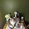 animal, cat, christmas, decorations, festive, flowers, gray_cat, green_wall, holiday, home_decor, indoor, miniature_trees, pet, portrait, sitting, snowman, table, toy_truck, white_cat, wooden_table