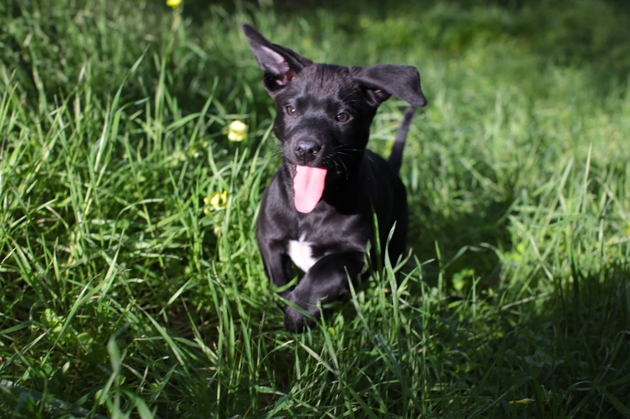 Diego is registered to the contest to win money with this photo: american_staffordshire_terrier, borador, canidae, carnivore, dog, dog_breed, flower, gladiolus, grass, guard_dog, mammal, non_sporting_group, patterdale_terrier, plant, puppy, rare_breed_dog, snout, sporting_group, terrier, vertebrate