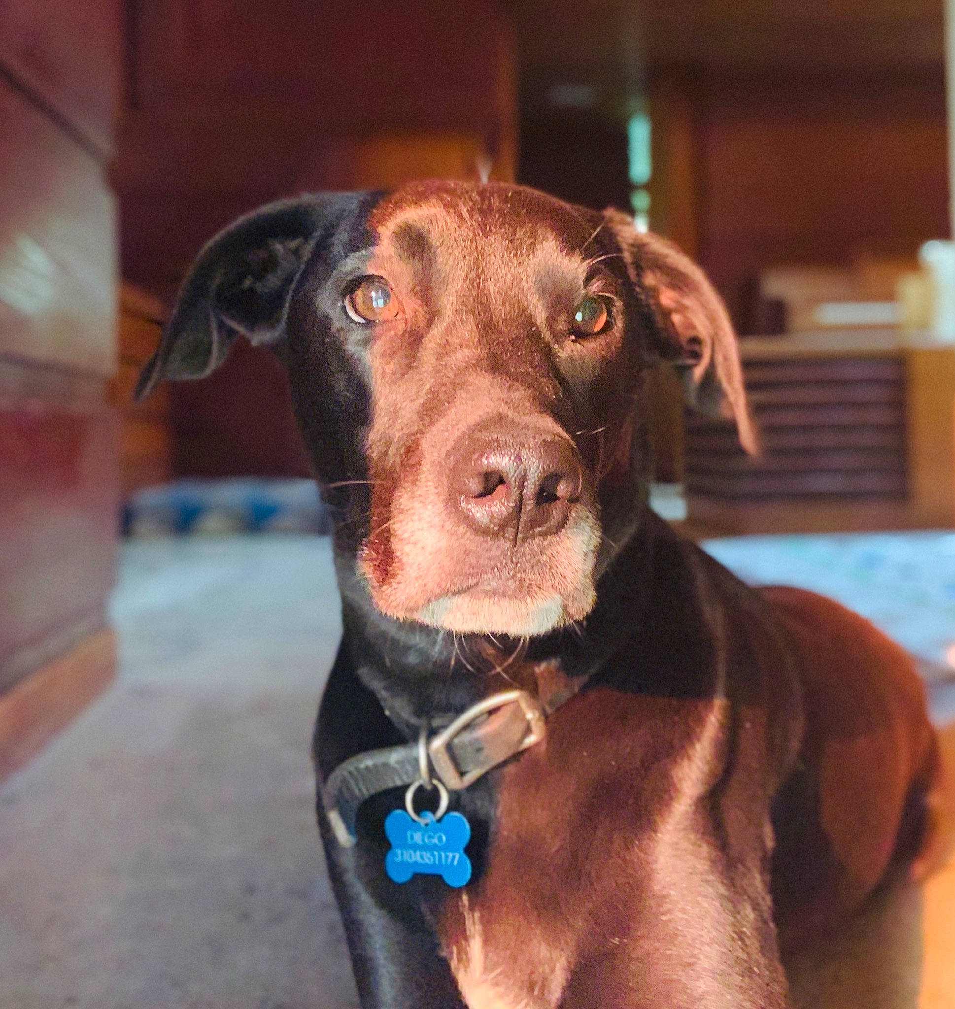 Diego is registered to the contest to win money with this photo: beagador, blue_lacy, canidae, carnivore, collar, dog, dog_breed, dog_collar, ear, fawn, labrador_retriever, liver, mammal, nose, snout, sporting_group, vertebrate, vizsla, weimaraner, whiskers