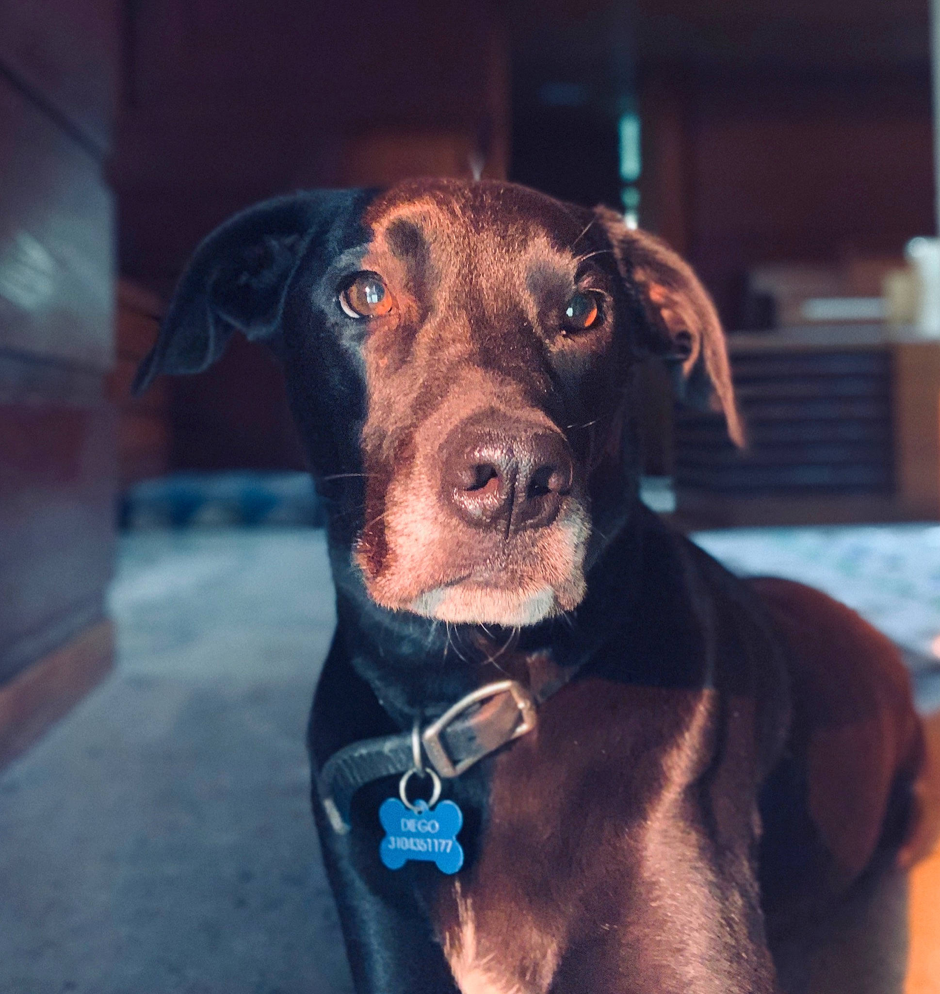Diego joined the competition — help win amazing prizes! beagador, canidae, carnivore, collar, dog, dog_breed, dog_collar, ear, eye, fawn, hunting_dog, labrador_retriever, liver, nose, patterdale_terrier, puppy, snout, sporting_group, whiskers