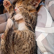 Thumballena joined the competition — help win amazing prizes! adorable, animal, blanket, cat, cozy, cute, domestic, feline, fur, kitten, nap, paw, pet, resting, sleeping, soft, tabby, tail, whiskers, young