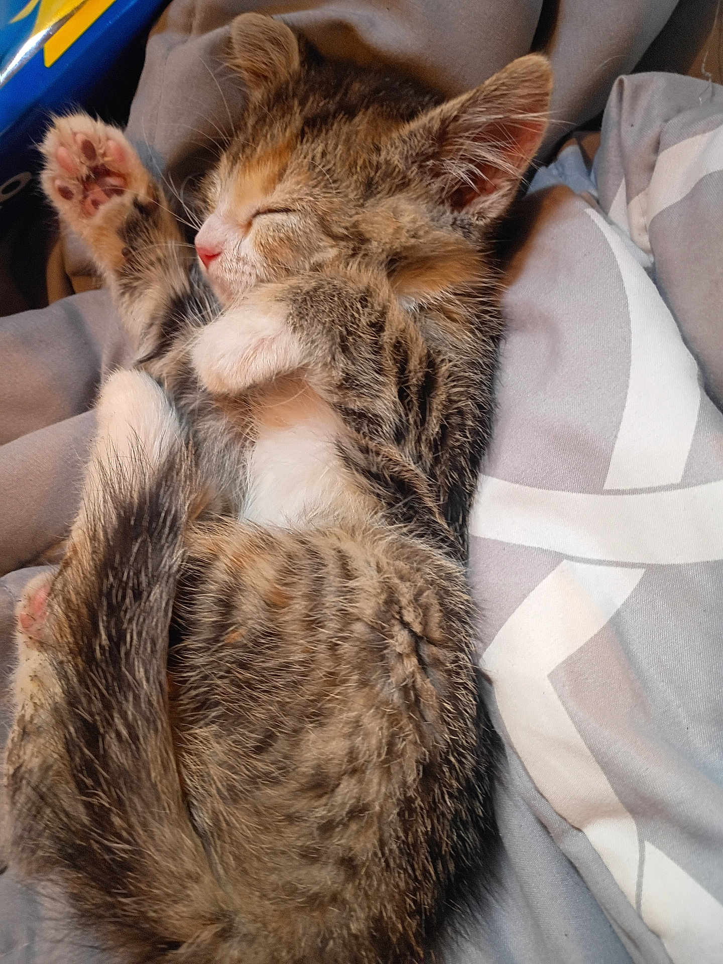 Thumballena joined the competition — help win amazing prizes! adorable, animal, blanket, cat, cozy, cute, domestic, feline, fur, kitten, nap, paw, pet, resting, sleeping, soft, tabby, tail, whiskers, young