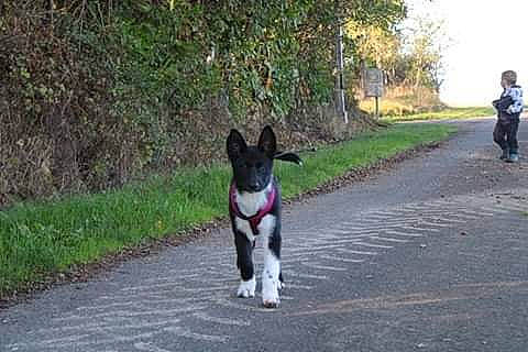 Raya participe au concours pour gagner de l'argent avec cette photo : akita, akita_inu, black_norwegian_elkhound, border_collie, canaan_dog, canidae, carnivore, dog, dog_breed, dog_walking, east_siberian_laika, hunting_dog, karelian_bear_dog, laika, mammal, russo_european_laika, sporting_group, tail, vertebrate, working_dog