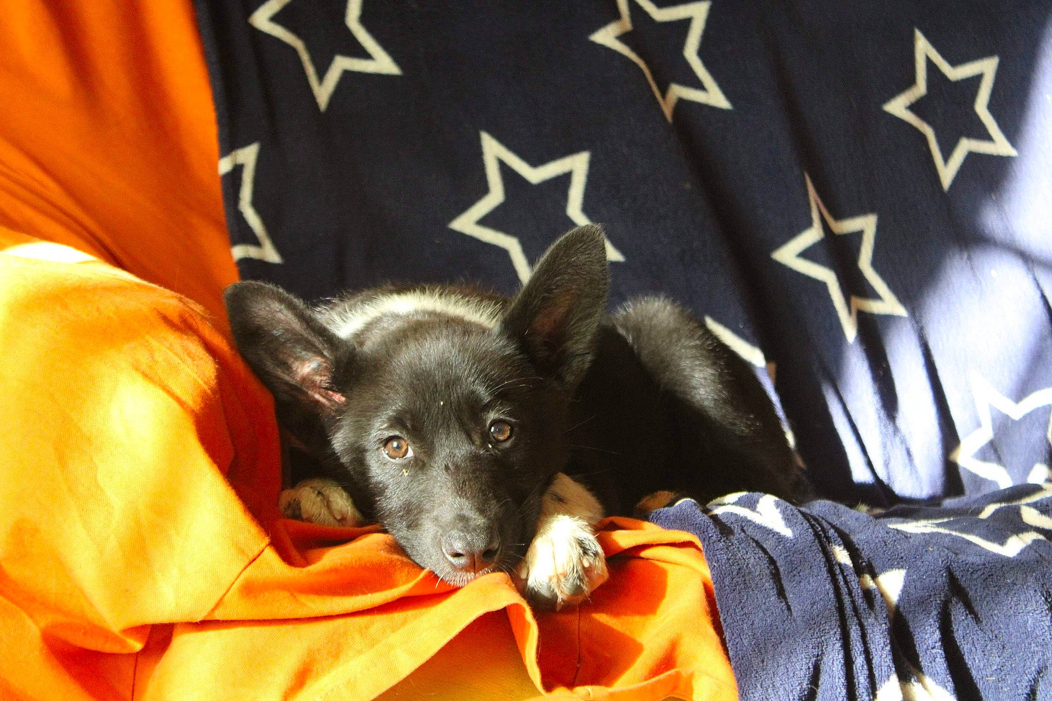 Raya a rejoint le concours — aidez-le/la à gagner de superbes lots ! canidae, carnivore, chihuahua, companion_dog, dog, dog_breed, ear, mammal, puppy, snout, toy_dog, vertebrate