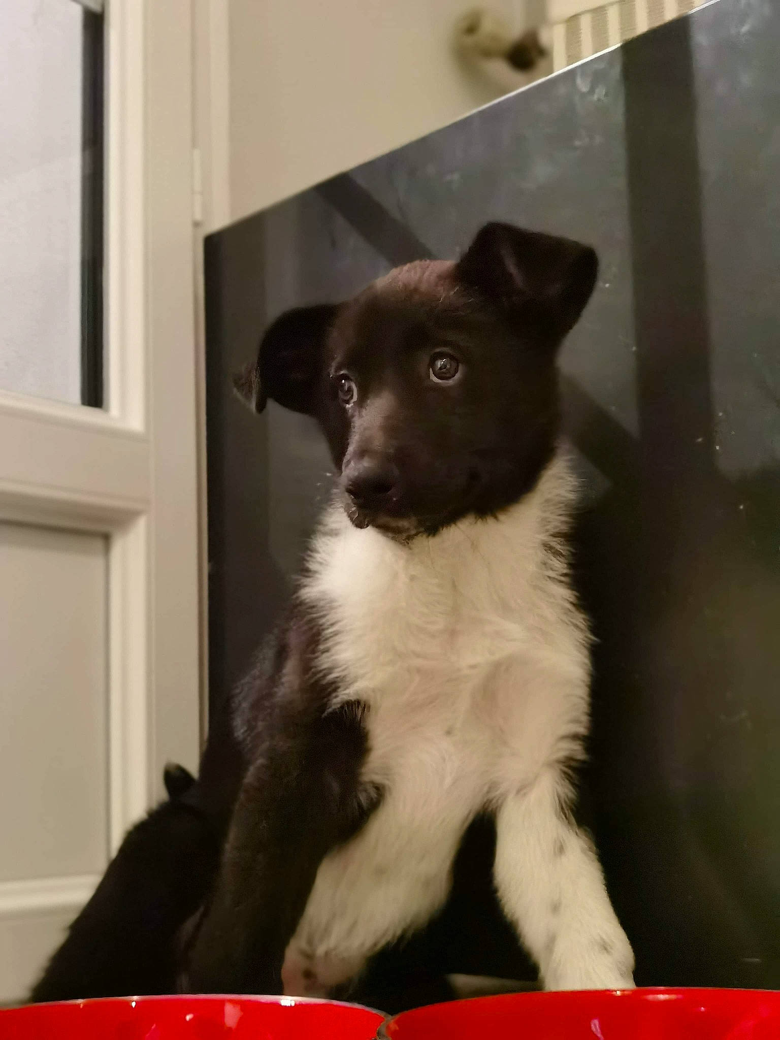 Raya a rejoint le concours — aidez-le/la à gagner de superbes lots ! border_collie, canidae, carnivore, dog, dog_breed, karelian_bear_dog, mammal, puppy, rare_breed_dog, snout, sporting_group, stabyhoun, vertebrate