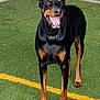 animal, appenzeller, backyard, bodypart, canine, dog, grass, hound, mouth, nature, outdoors, person, pet, plant, policedog, racket, sport, tennis, tire, yard