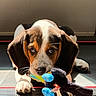 adorable, animal, brown_and_white, close_up, cute, dog, ears, floor, indoor, looking_up, paws, pet, pet_toy, playful, plush_toy, puppy, sunlight, toy, treadmill, young_dog