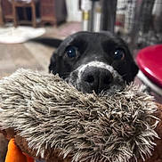 Iggy is registered to the contest to win money with this photo: dog, black_dog, toy, plush_toy, indoor, close_up, nose, eyes, pet, animal, playful, furry, blurred_background, floor, chair, red_object, wooden_furniture, home, cute, pet_toy