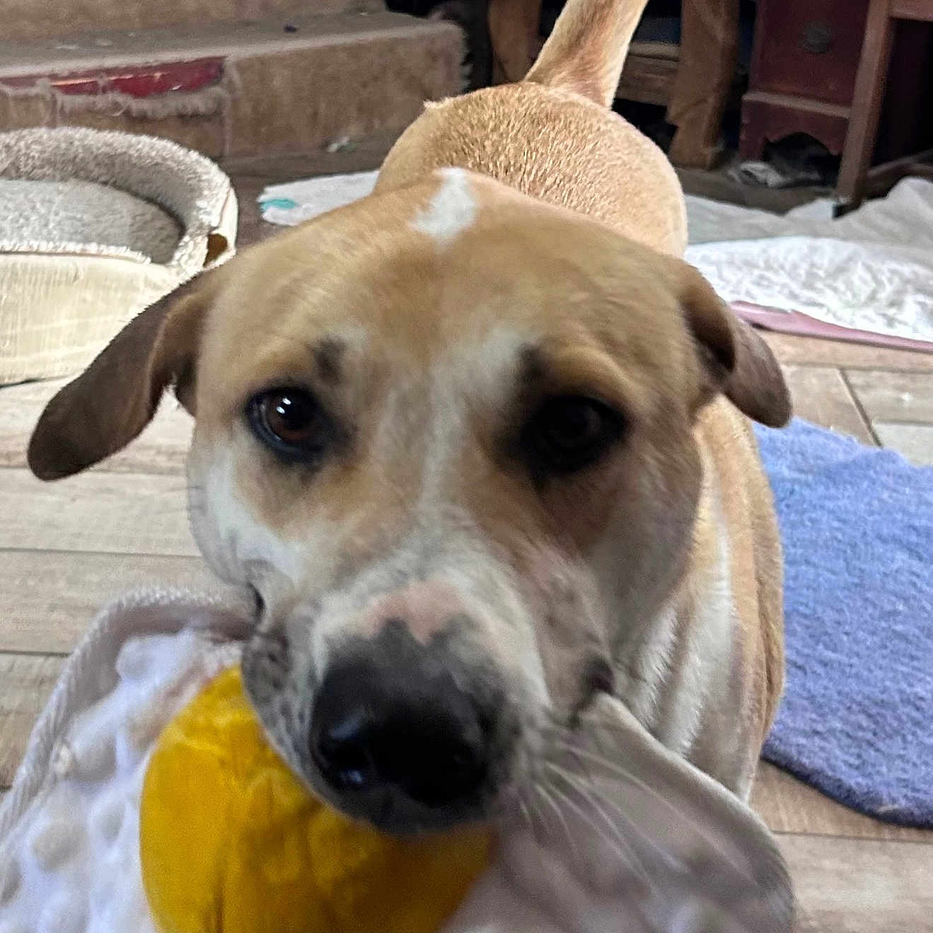 Wendy is registered to the contest to win money with this photo: dog, pet, toy, indoor, floor, tail, playful, brown, white, animal, canine, home, rug, furniture, closeup, muzzle, ears, looking, chewing, domestic