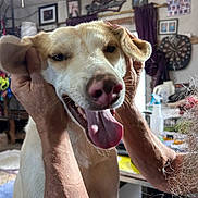 Casper is registered to the contest to win money with this photo: dog, pet, animal, indoor, tongue_out, happy, ears, hands, person, living_room, photography, portrait, smiling_dog, home, furniture, wall_decor, ceiling_fan, window, curtains, table