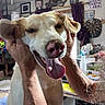 animal, ceiling_fan, curtains, dog, ears, furniture, hands, happy, home, indoor, living_room, person, pet, photography, portrait, smiling_dog, table, tongue_out, wall_decor, window