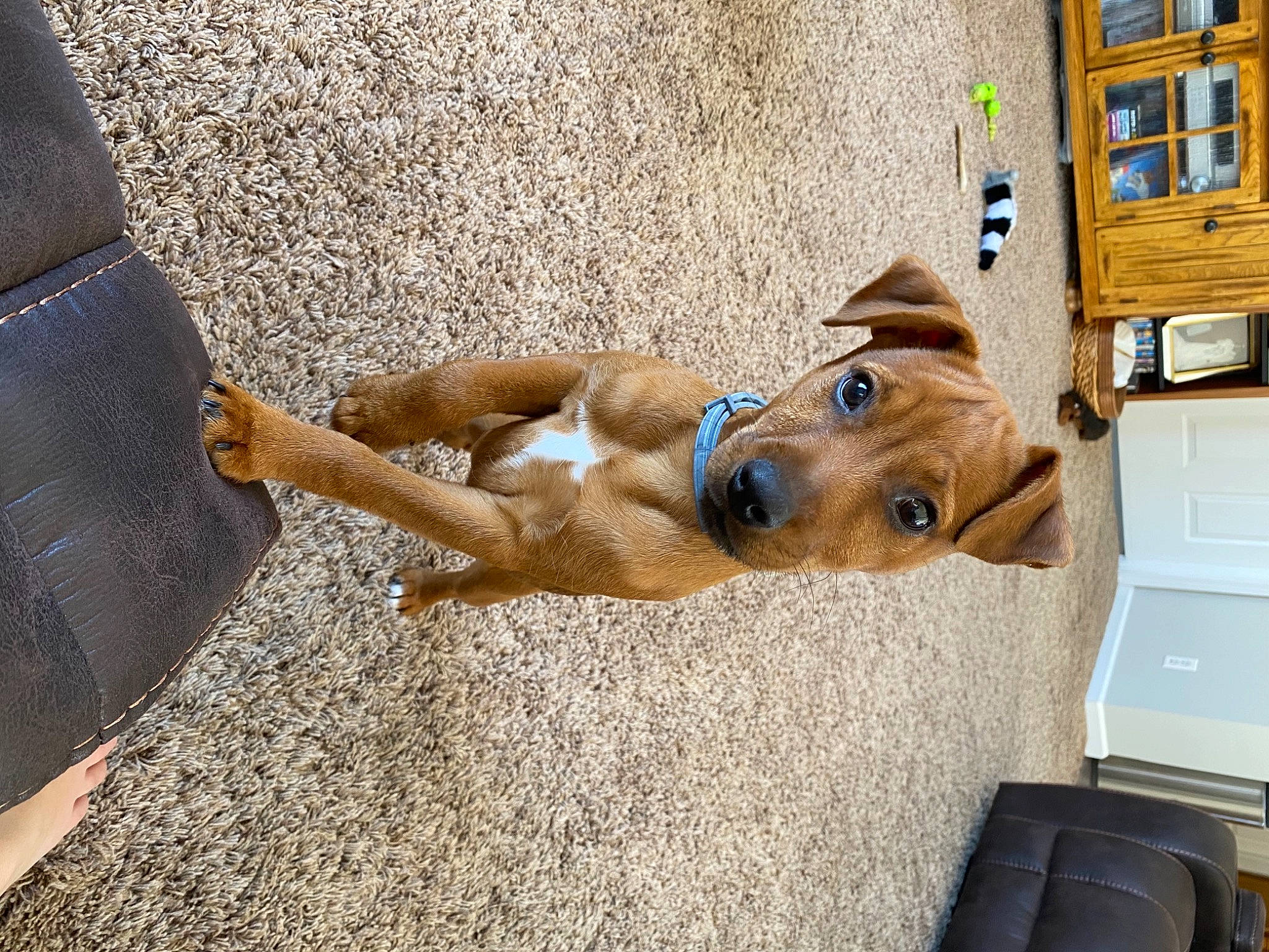 Smith joined the competition — help win amazing prizes! canidae, carnivore, companion_dog, dog, dog_breed, dog_collar, fawn, flooring, human_leg, leash, pet_supply, selfie, snout, sporting_group, street_fashion, vehicle, vehicle_door, wood, working_animal, working_dog