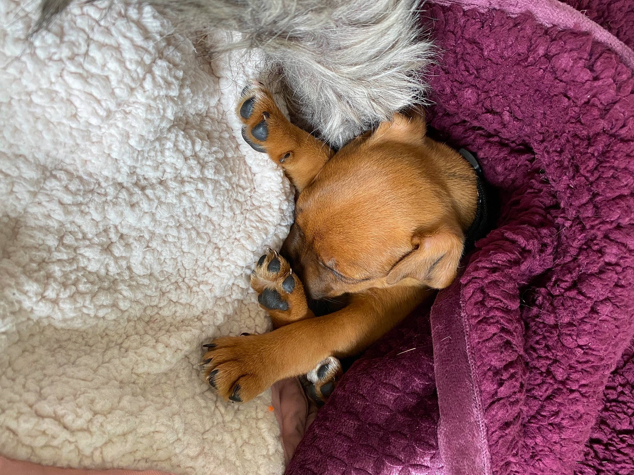 Smith is registered to the contest to win money with this photo: carnivore, close_up, comfort, companion_dog, dog, dog_breed, fawn, felidae, linens, organism, snout, sporting_group, stuffed_toy, tail, textile, toy, trunk, whiskers, wood, working_animal