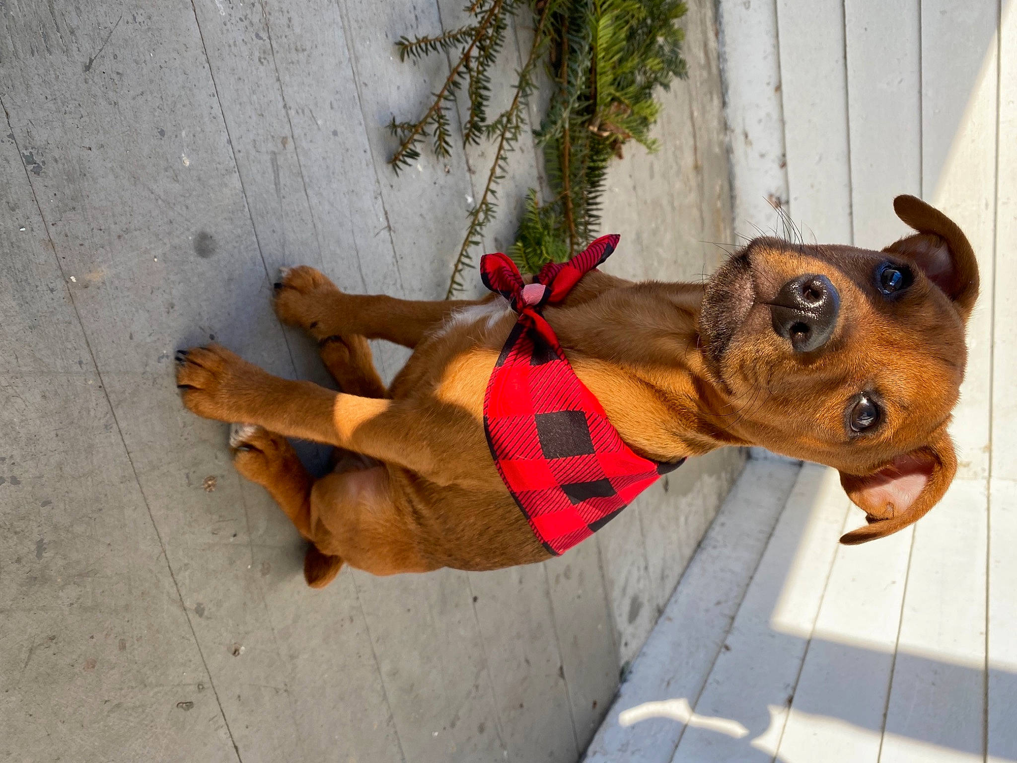 Smith joined the competition — help win amazing prizes! canidae, carnivore, collar, companion_dog, dog, dog_breed, dog_collar, dog_supply, eyewear, fawn, leash, plant, selfie, snout, sporting_group, sunglasses, toy, toy_dog, wood, working_animal