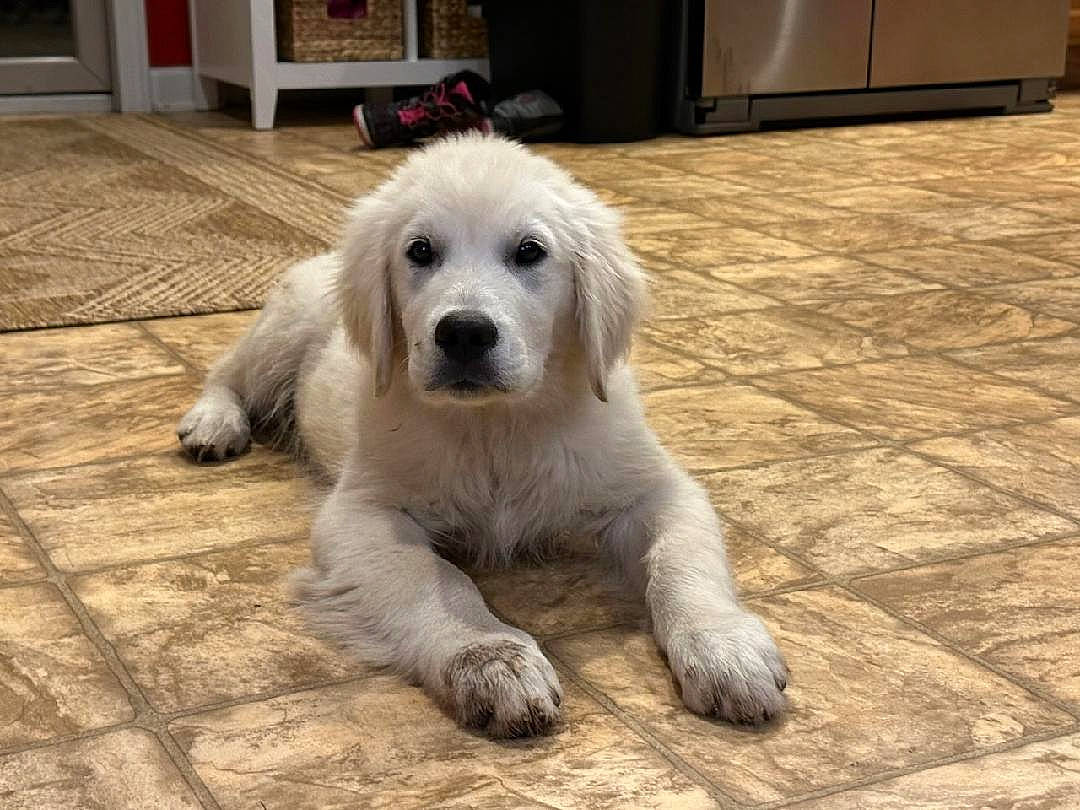 Grizzly joined the competition — help win amazing prizes! cabinetry, canidae, carnivore, companion_dog, dog, dog_breed, door, eye, flooring, fur, giant_dog_breed, great_pyrenees, hardwood, non_sporting_group, polish_tatra_sheepdog, retriever, tail, terrestrial_animal, wood, working_animal