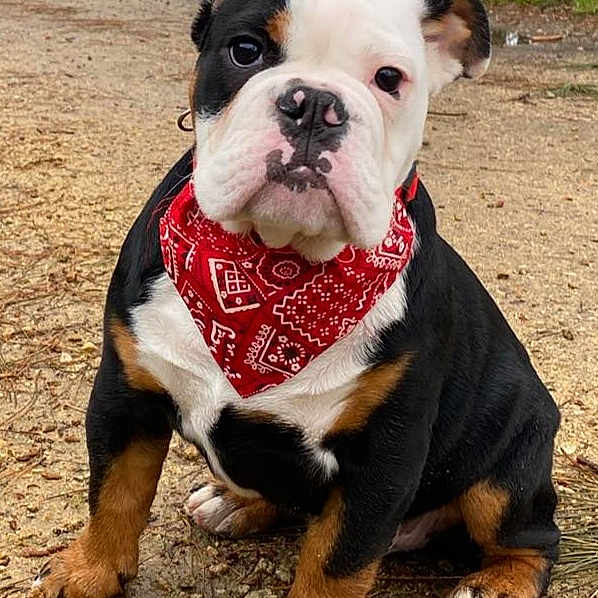 Georges