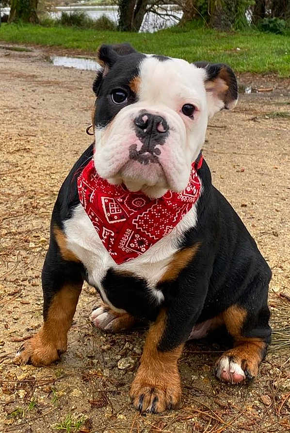Georges