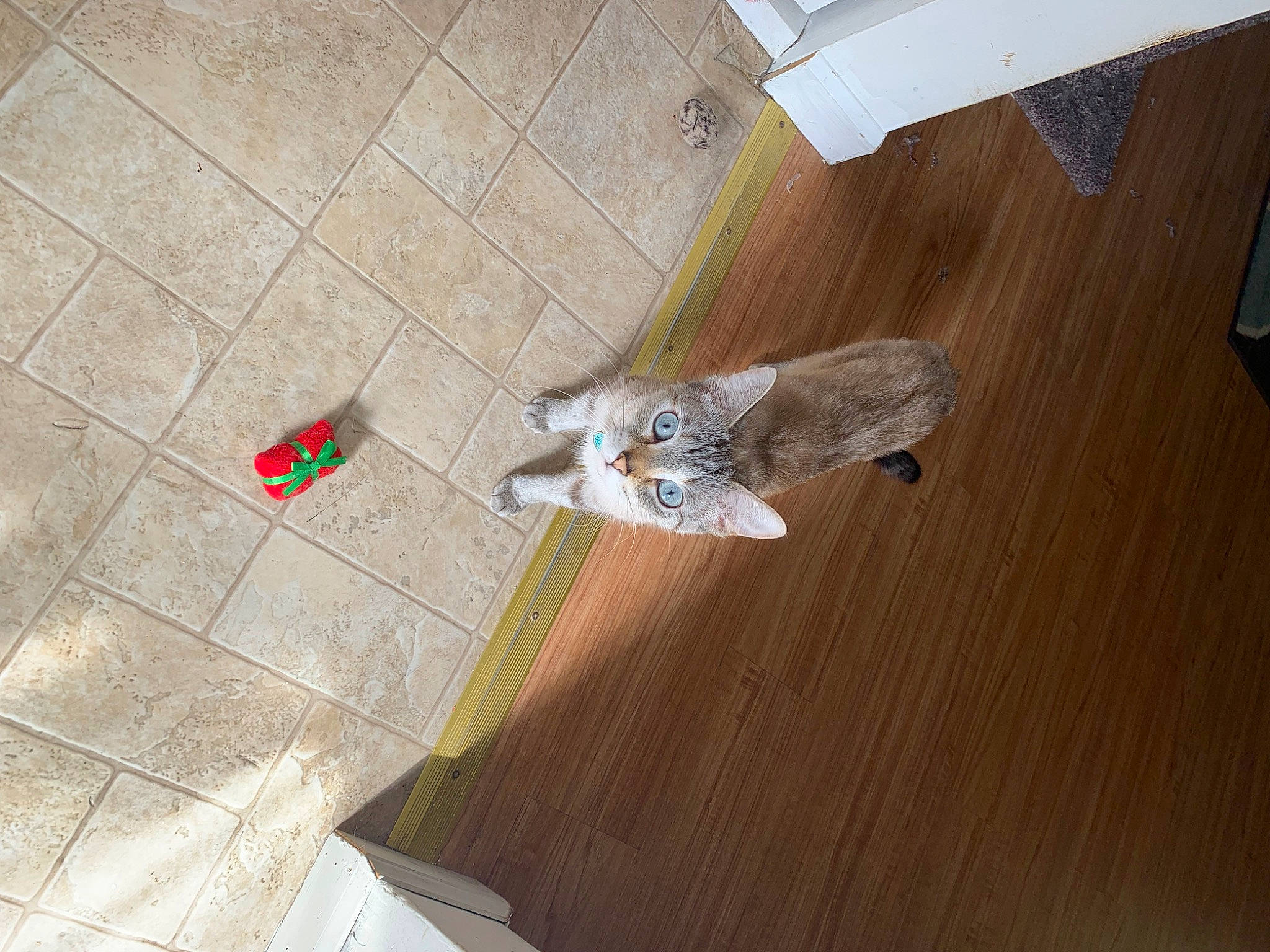 Bentley is registered to the contest to win money with this photo: brown, carnivore, cat, domestic_short_haired_cat, felidae, floor, flooring, grey, hardwood, laminate_flooring, plywood, room, small_to_medium_sized_cats, tail, tile_flooring, varnish, whiskers, wood, wood_flooring, wood_stain