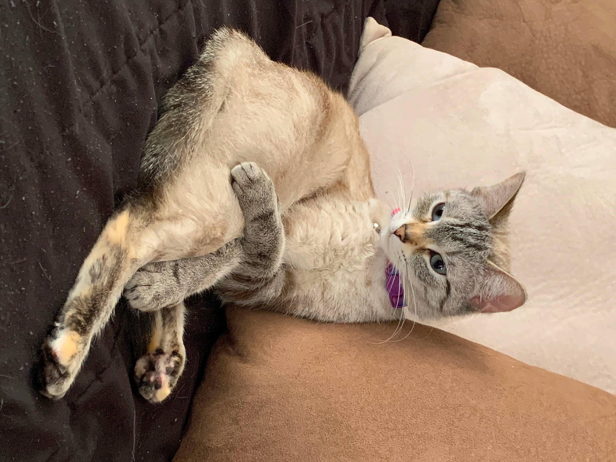 Bentley joined the competition — help win amazing prizes! bed, carnivore, cat, cat_supply, cat_toy, claw, comfort, domestic_short_haired_cat, fang, fawn, felidae, fur, grey, nap, paw, small_to_medium_sized_cats, tail, whiskers, yawn